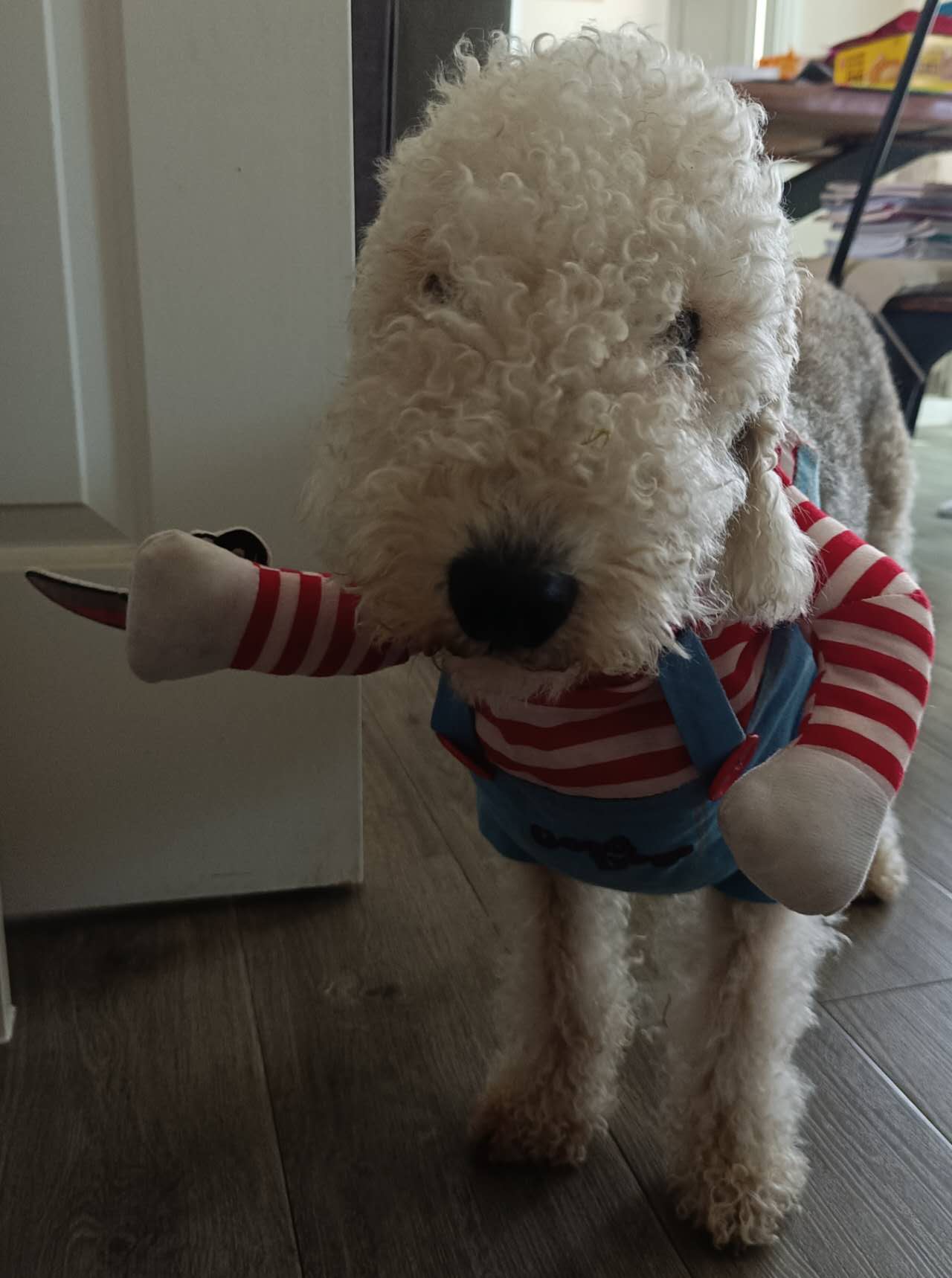 A white curly-coated Bedlington Terrier standing indoors, carrying a striped plush toy in its mouth.