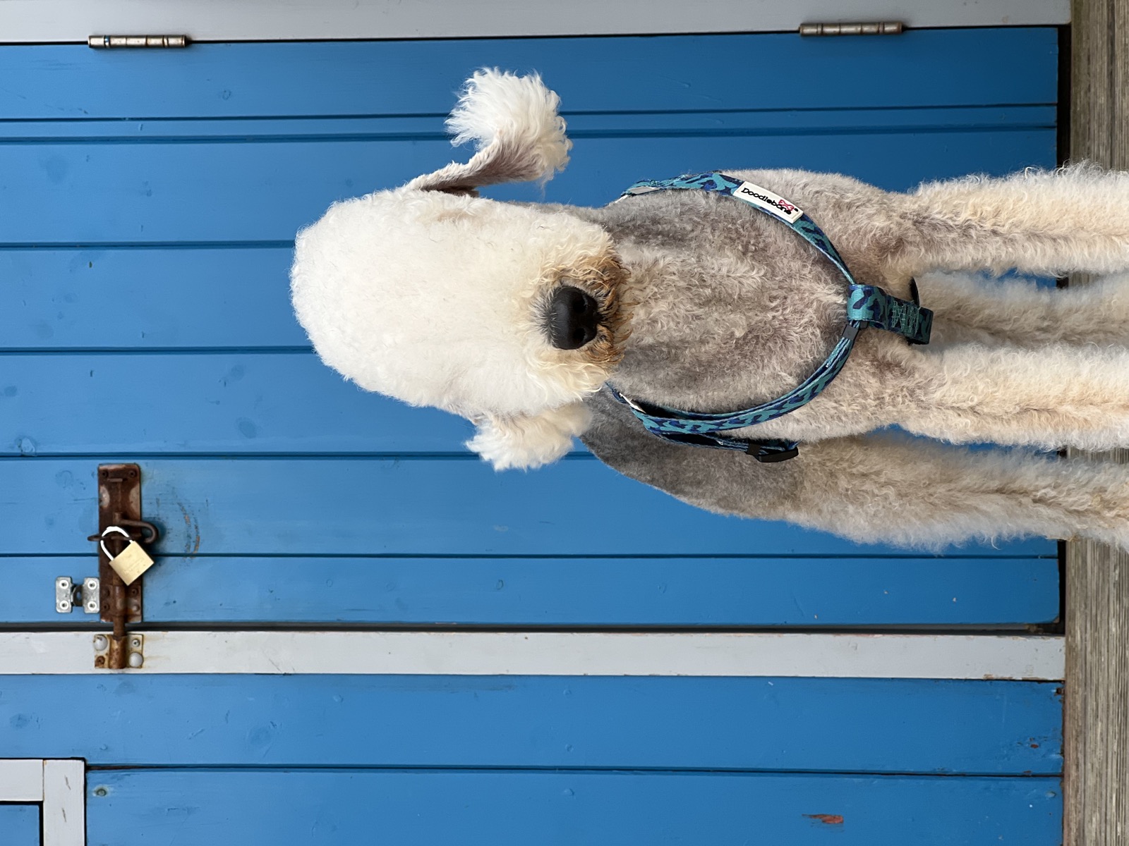 Gogo the Bedlington Terrier standing head-on in a teal harness in front of a blue beach hut door