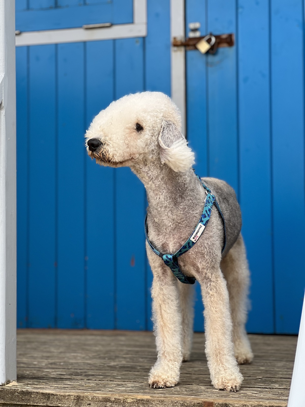 Gogo in profile on the wooden steps of a blue beach hut, looking out to one side