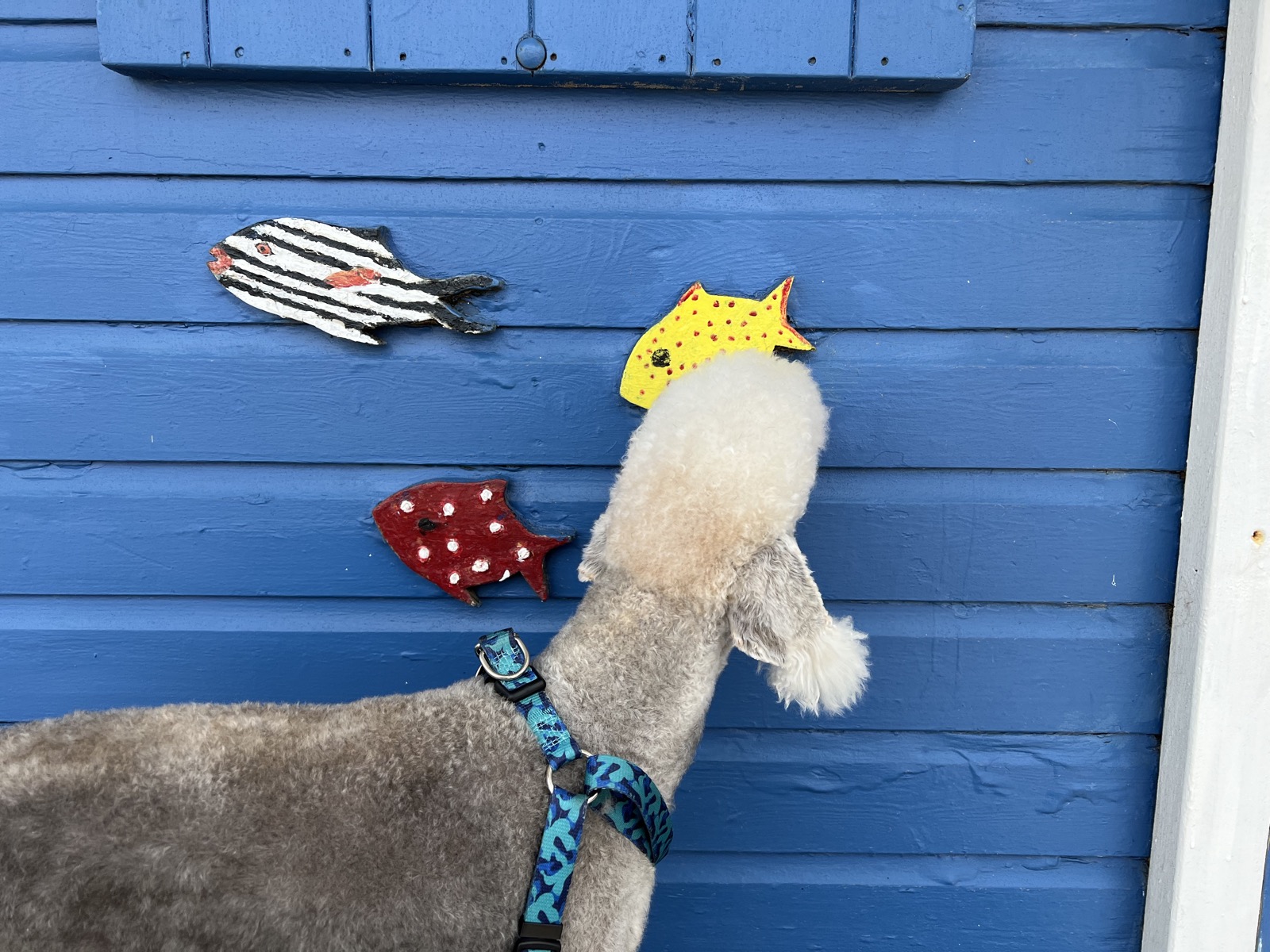 Gogo nose-up at three painted wooden fish fixed to the side of a blue beach hut