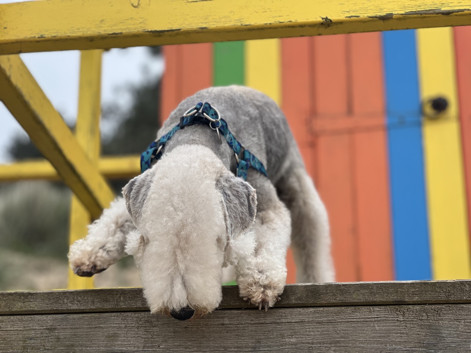 Gogo leaning over a wooden rail, a rainbow-striped beach hut behind him