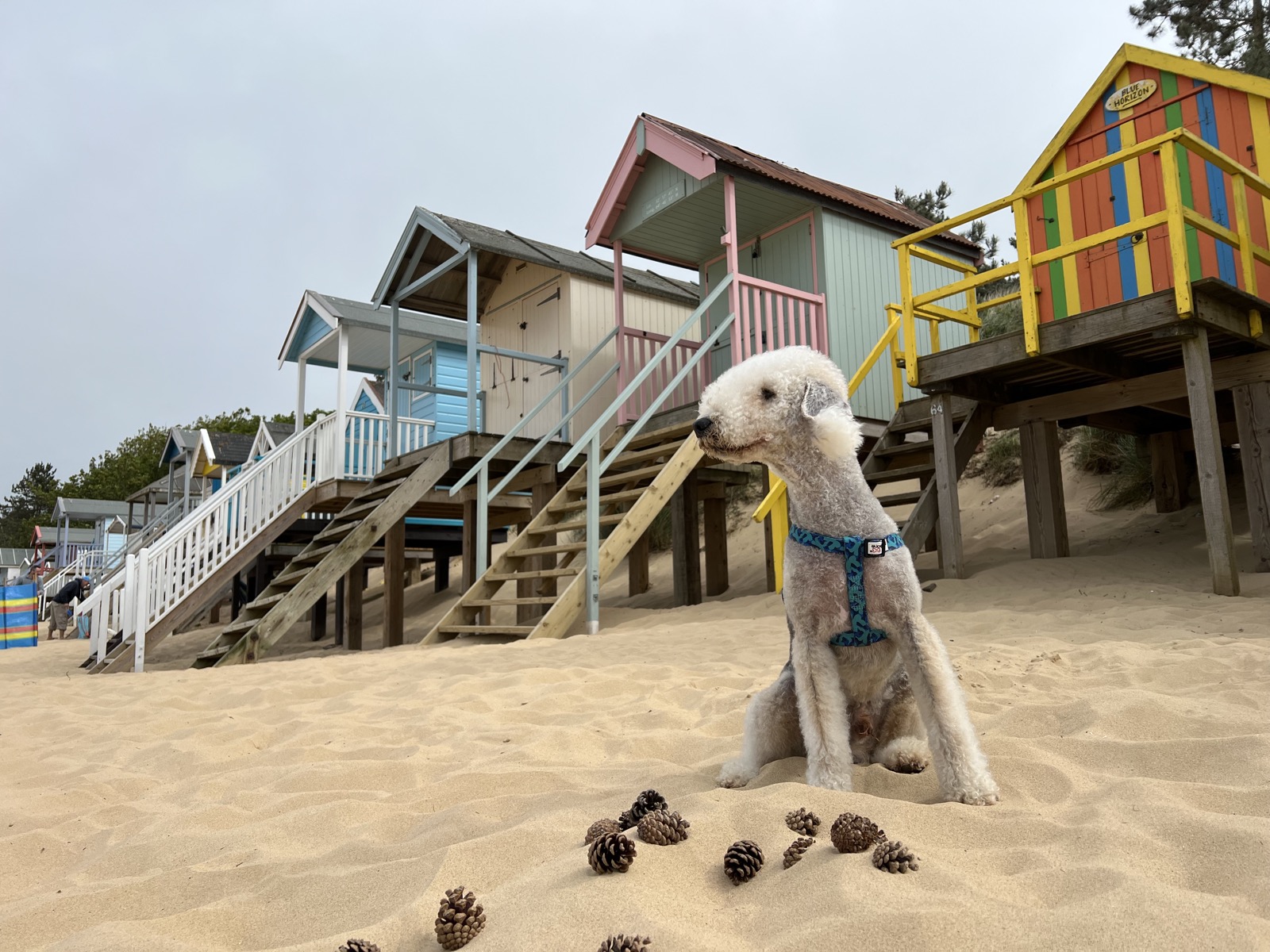 Gogo sitting in the sand among pine cones, with a row of pastel beach huts behind