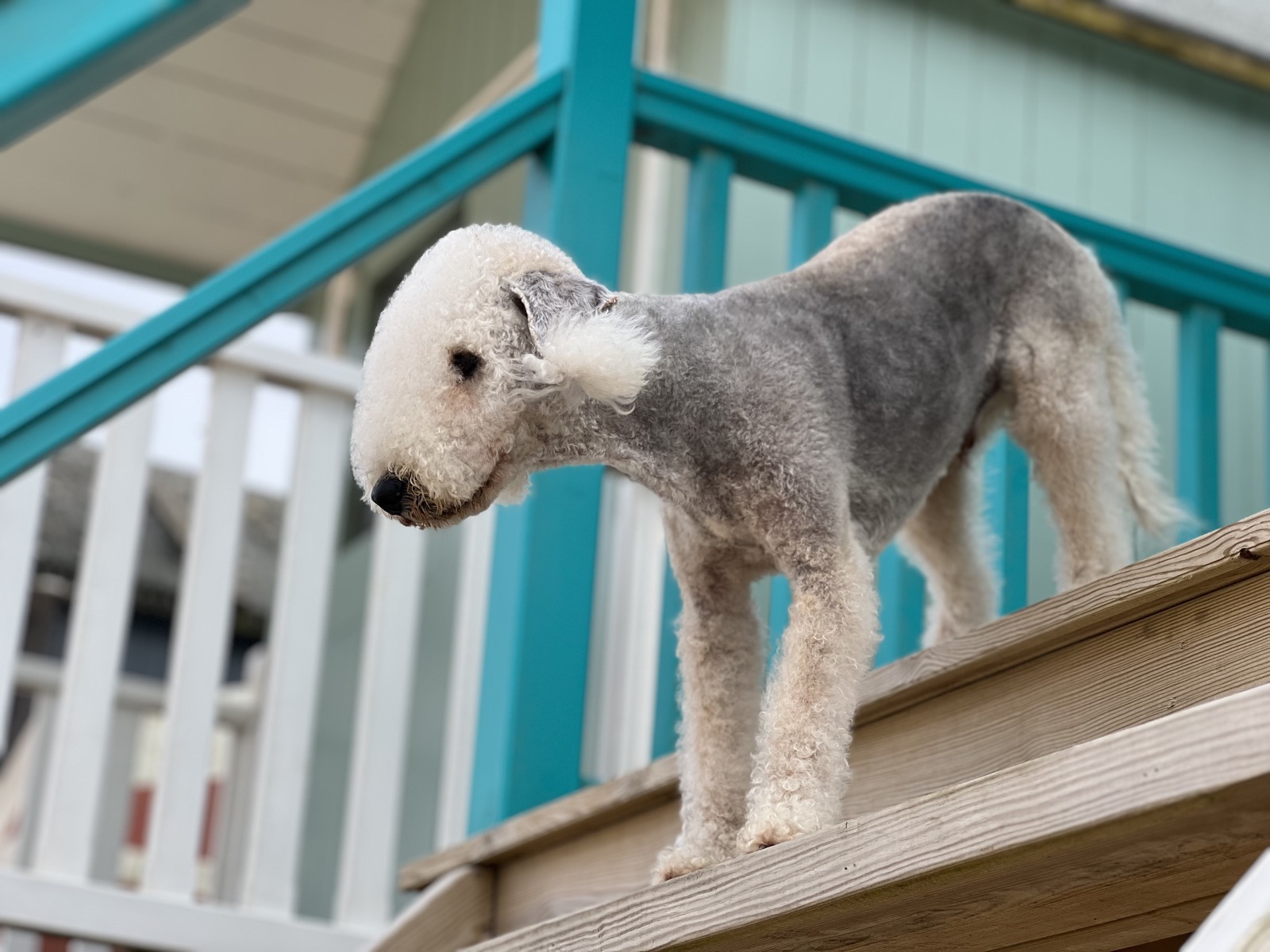 Gogo standing on a wooden deck step in front of a turquoise railing, head lowered