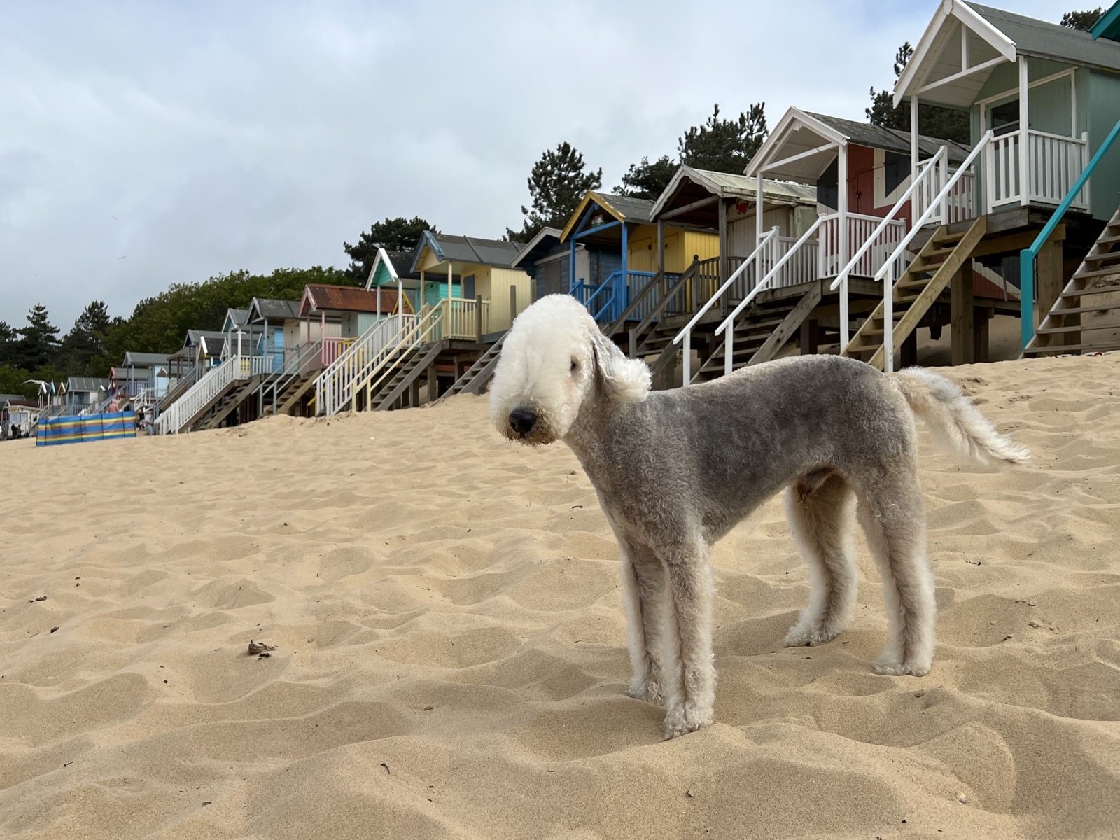 Gogo standing on wide open sand, the line of colourful beach huts behind him