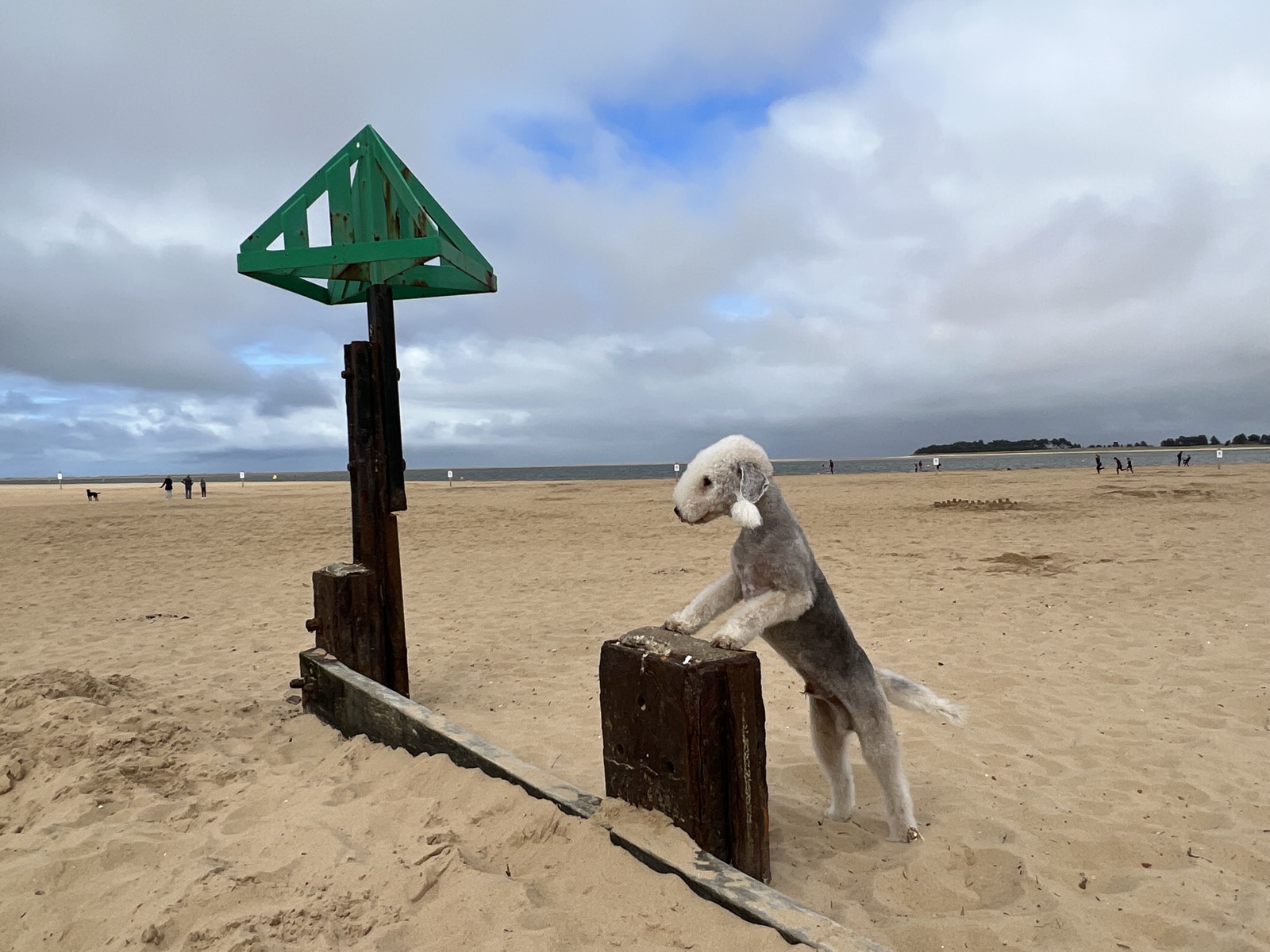 Gogo up on his hind legs with front paws on a wooden groyne post, the sea behind